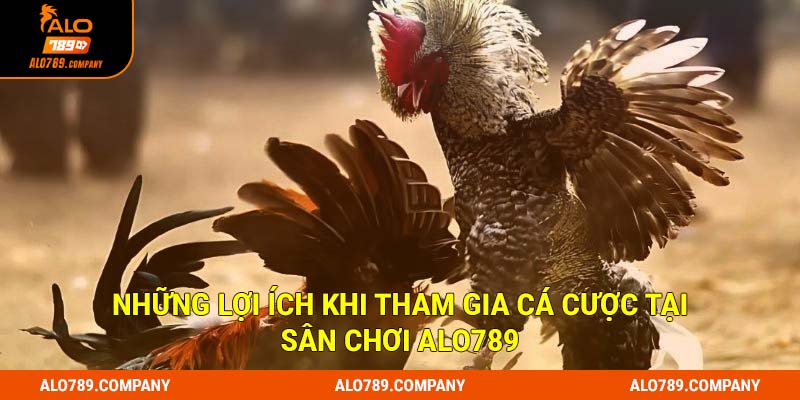 Đá Gà Đòn: Siêu phẩm cá cược trực tuyến đẳng cấp tại Alo789 3 Những lợi ích khi tham gia cá cược tại sân chơi Alo789